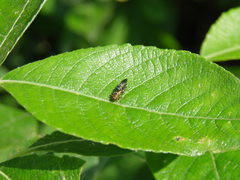 Agrilinae