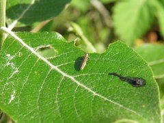 Agrilinae