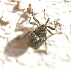 Ceutorhynchus pallidactylus