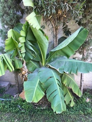 Musa