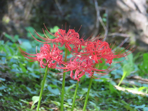 Red Spider Lily (Lycoris radiata)