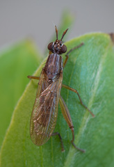 Sepedon spinipes