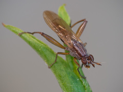 Sepedon spinipes