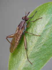 Sepedon spinipes
