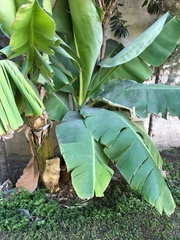 Musa