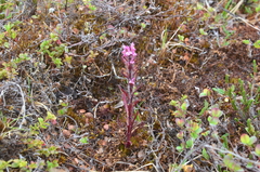 Pedicularis hirsuta
