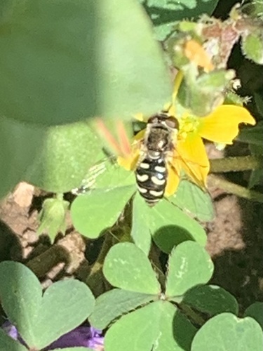 Unknown species found near Madonna Dr, Suisun City, CA, US
