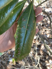 Cephaleuros virescens
