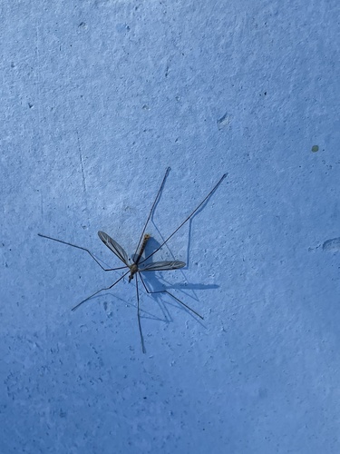 Unknown species found near FM-1187 W, Crowley, TX, US