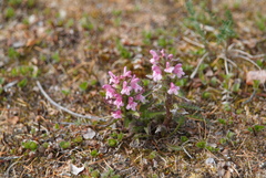 Pedicularis hirsuta