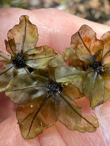 Appalachian penny moss (Rhizomnium appalachianum)