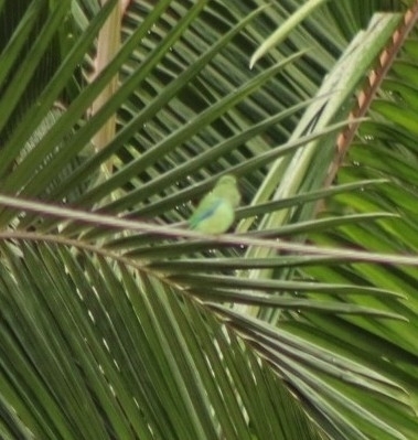 Spectacled Parrotlet (Forpus conspicillatus), photo 4