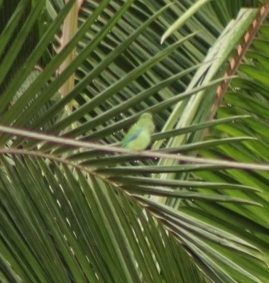 Spectacled Parrotlet (Forpus conspicillatus), photo 5
