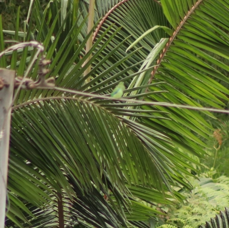Spectacled Parrotlet (Forpus conspicillatus), photo 6