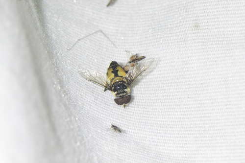 Unknown species found near Corkscrew, FL, USA