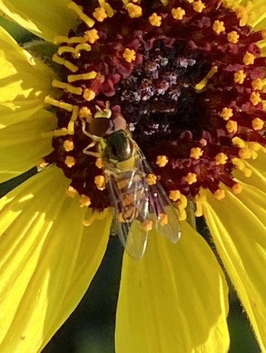 Unknown species found near Coto De Caza, CA 92679, USA