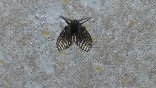 Unknown species found near Fort Pierce, FL 34984, USA