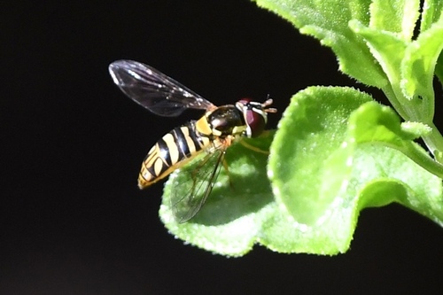 Unknown species found near 33rd St, East Sac, CA, USA