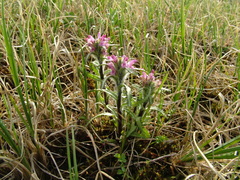Pedicularis hirsuta