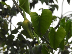 Philodendron jacquinii