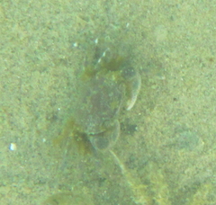 Hemigrapsus crenulatus