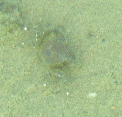 Hemigrapsus crenulatus