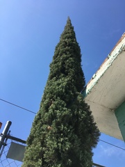 Cupressus