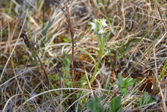 Pedicularis hirsuta