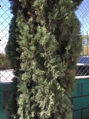 Cupressus