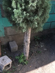 Cupressus