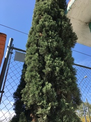 Cupressus