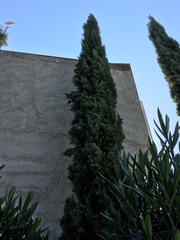 Cupressus