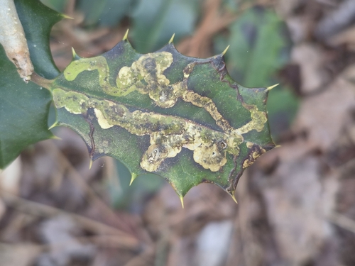 Unknown species found near Rhodesdale, MD 21659, USA
