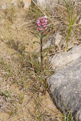 Pedicularis hirsuta