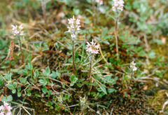 Pedicularis hirsuta