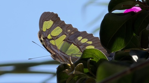 Mariposa Malaquita Americana