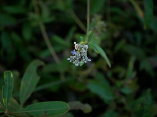 Knoxia sumatrensis observed 2026-03-26