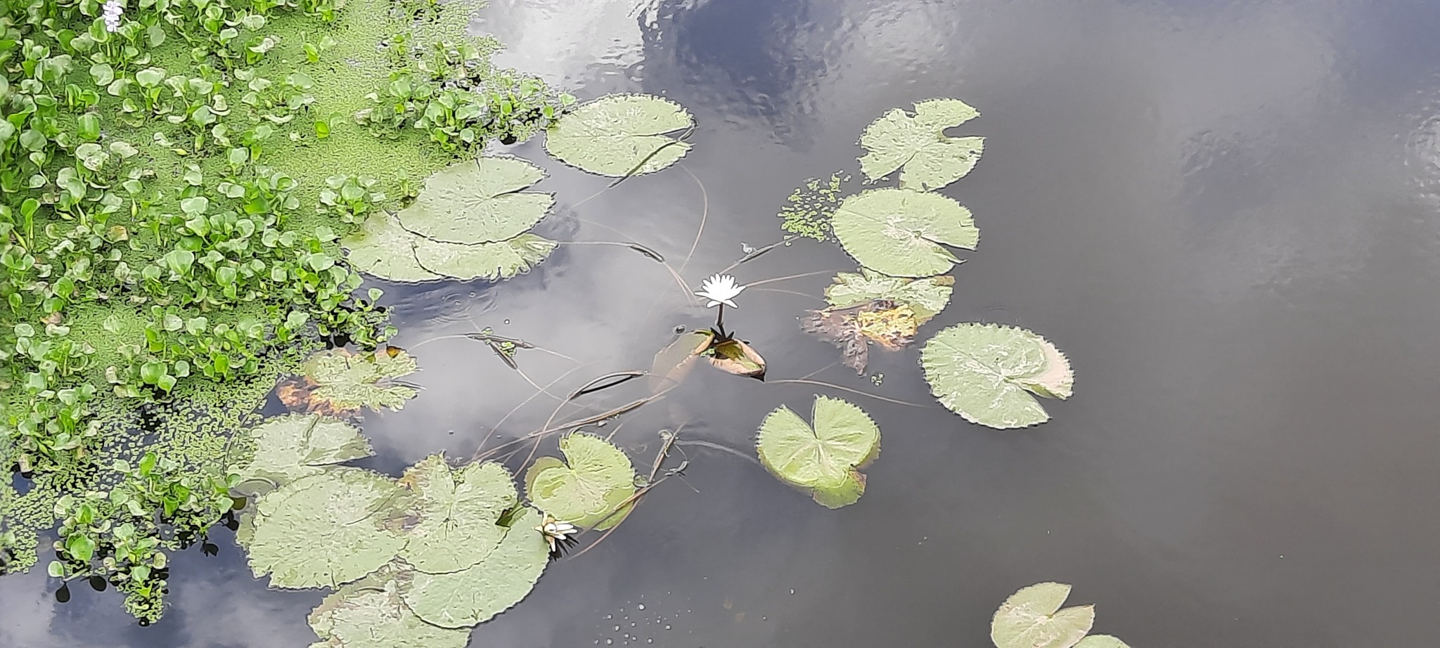 Nymphaea pulchella