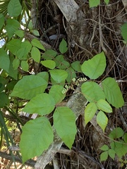 Toxicodendron radicans image