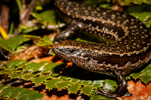 Oligosoma inconspicuum