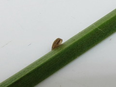 Hebetancylus excentricus