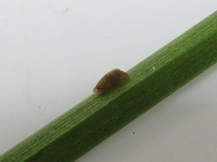 Hebetancylus excentricus