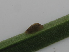 Hebetancylus excentricus