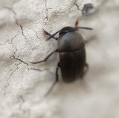 Ptomaphagus