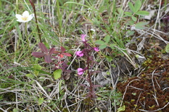 Pedicularis hyperborea