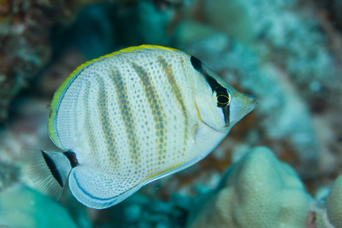 Multiband butterflyfish (Chaetodon multicinctus) — Chaetodontidae