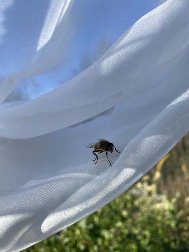 Unknown species found near Whidbey Island, Clinton, WA, US