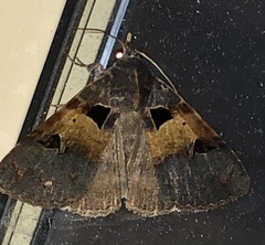 Avatha discolor