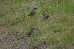 Rhynchospiza strigiceps