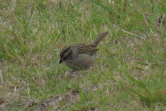 Rhynchospiza strigiceps